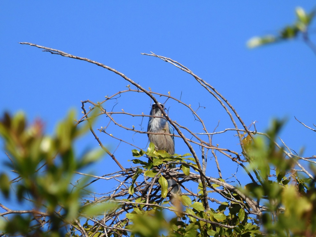 Florida Scrub Jay I 2-27-24