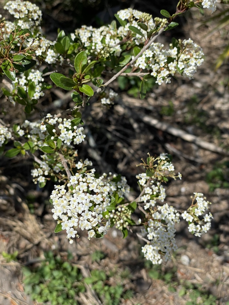 Walter's Viburnum II 2-24-22