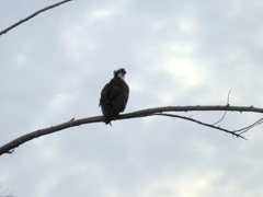 Female Osprey I 9-24-23