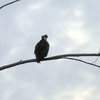 Female Osprey I 9-24-23
