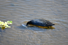 じゃぶん　11-18-25