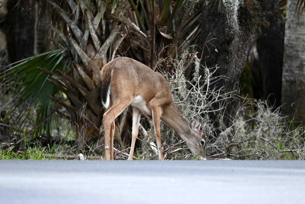 道路の向こう側  10-15-25