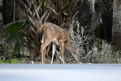 道路の向こう側  10-15-25