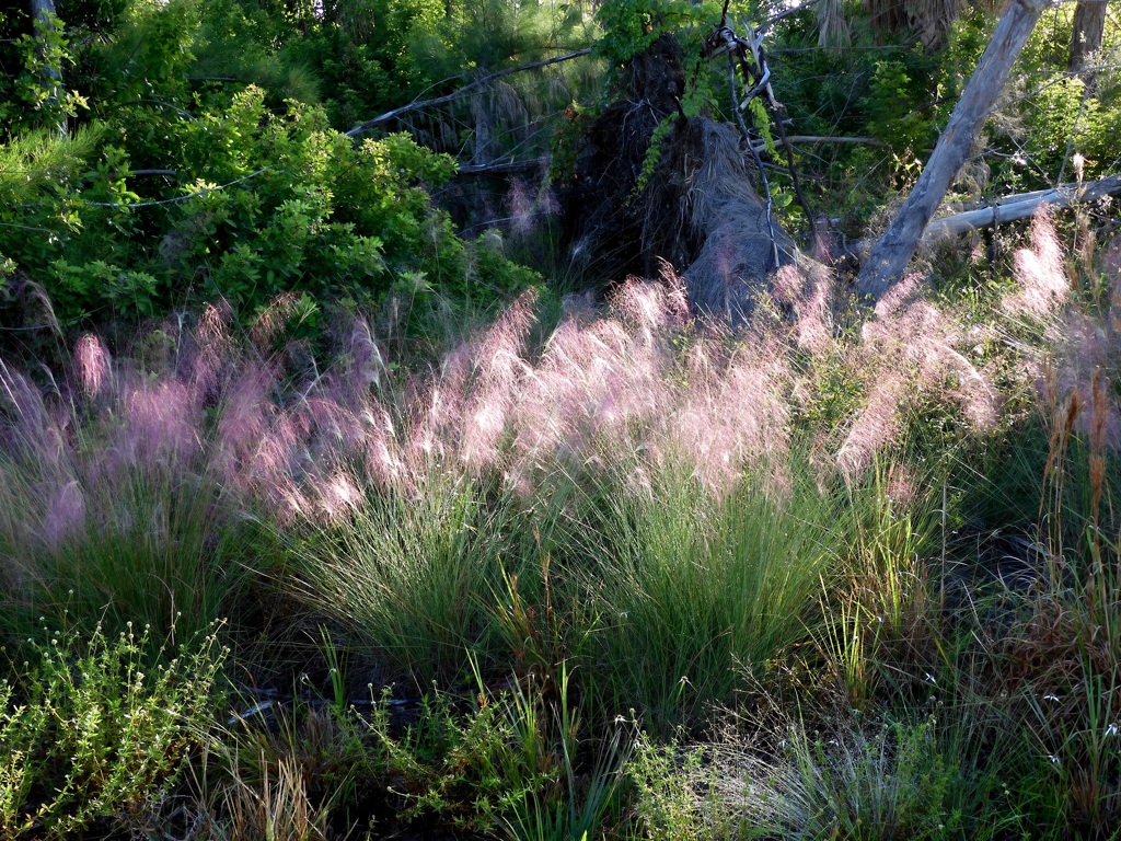 Muhlenbergia capillaris　10-28-23