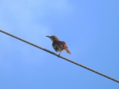 Brown Thrasher IV 10-15-23