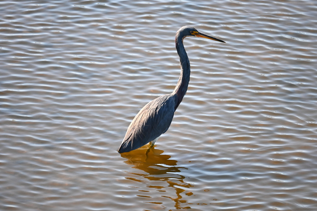 Tricolored Heron 11-18-25