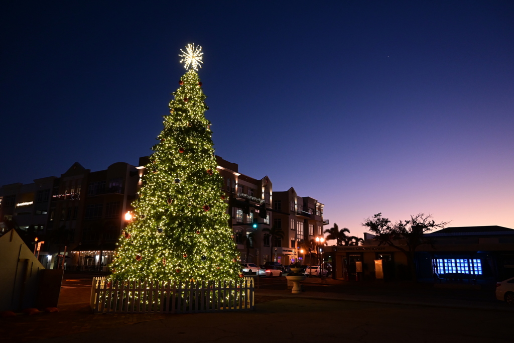 Christmas Tree in Blue Hour 12-12-2024