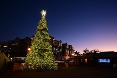 Christmas Tree in Blue Hour 12-12-2024
