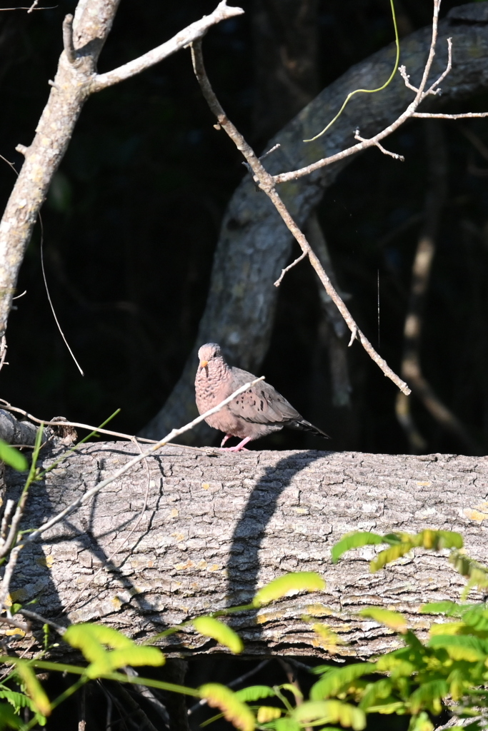 Alone Dove 8-20-25