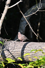 Alone Dove 8-20-25