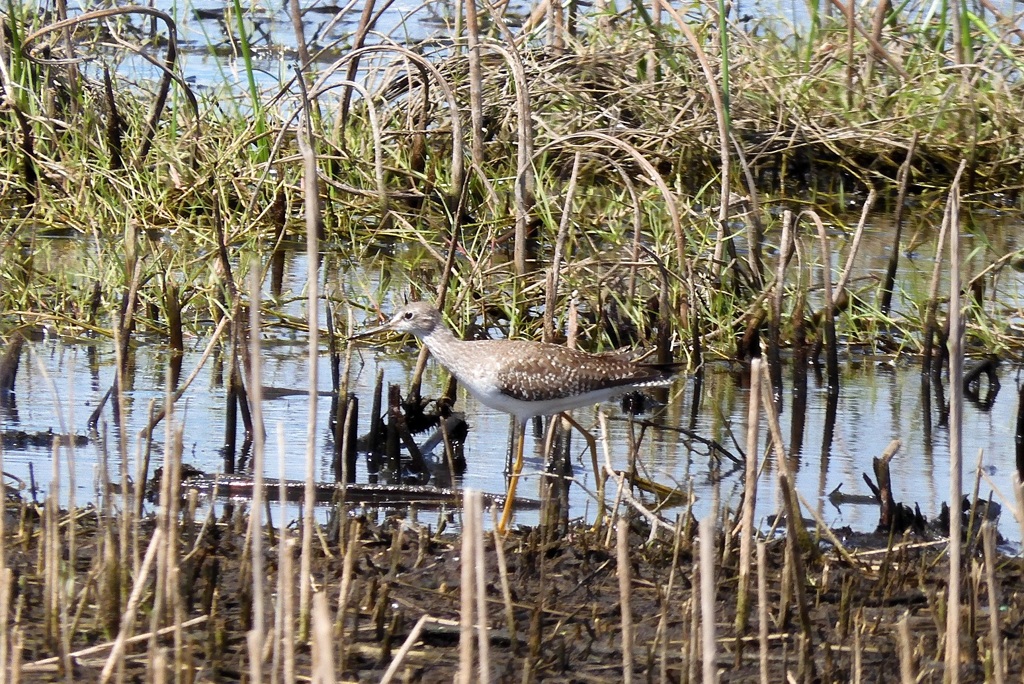 Probably Lesser Yellowlegs  10-15-25
