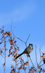 Florida Scrub Jay II 11-8-24