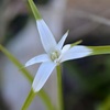 花開く前　3-22-25