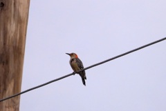 Red-bellied Woodpecker II 9-26-23