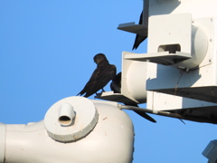 Purple Martins (young) 6-27-23