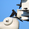 Purple Martins (young) 6-27-23