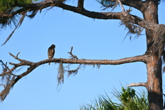 Red Shouldered Hawk 11-23-24