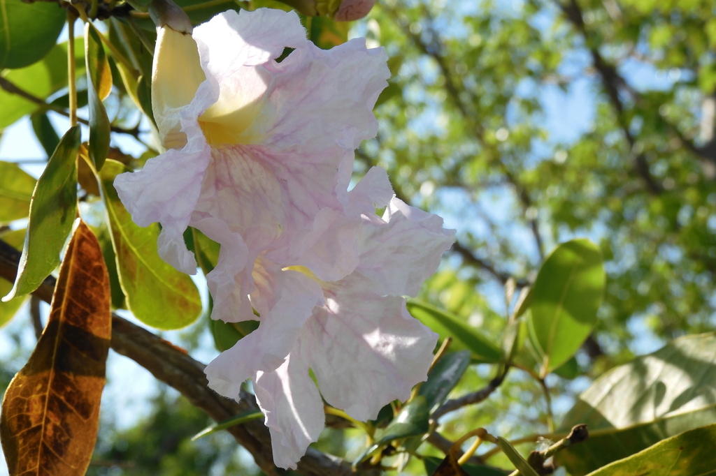 Tabebuia pallida No2-II 5-11-23