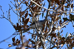 Blue Jay looking for acorns 10-18-24
