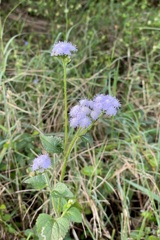 Conoclinium coelestinum 3-9-24