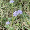 Conoclinium coelestinum 3-9-24