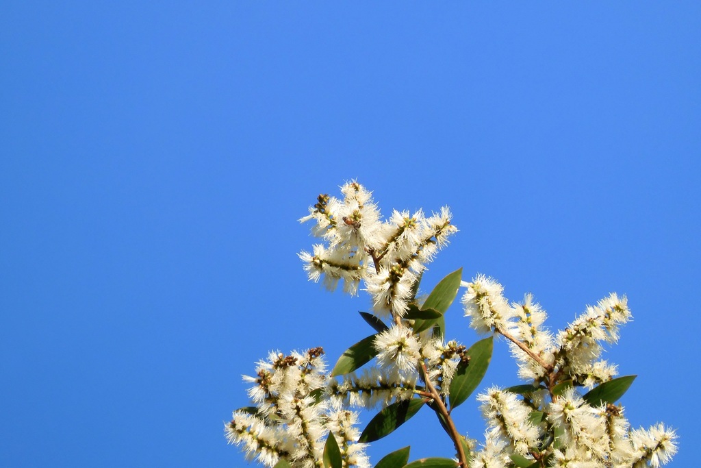 Broad-Leaved Paperbark 9-4-23