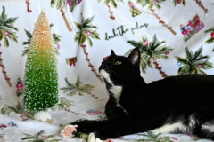 Christmas Photo Shoot2 11-8-24