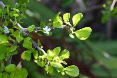 White Indigoberry  6-26-25