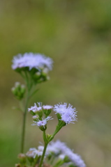 Goatweed? 2-2-25