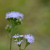 Goatweed? 2-2-25