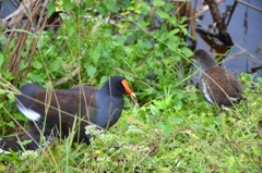 Common Gallinule Family 11-22-22