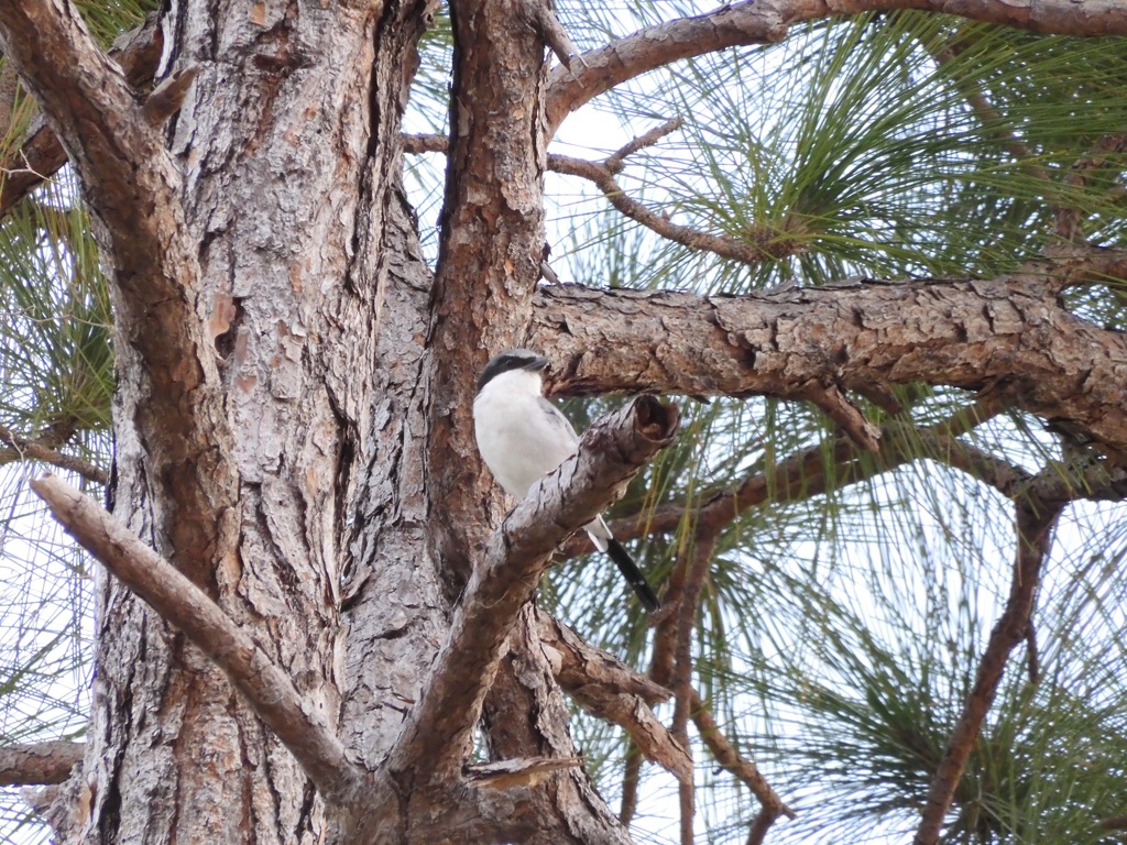 Loggerhead Shrike II 10-9-23