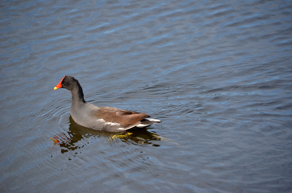 すいすいすい　1-24-23