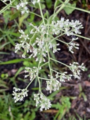 Eupatorium mikanioides I 8-29-23