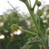 Leucaena leucocephala 8-5-23