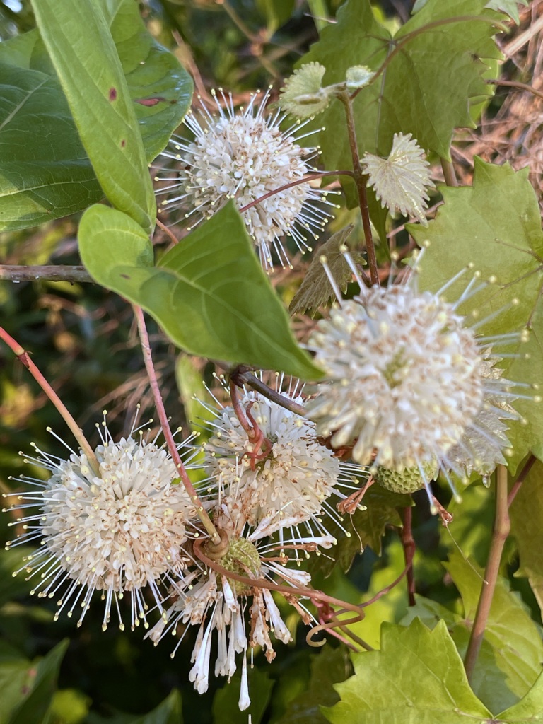 Honeybells 5-9-23