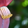 Musa Spp 7-17-25
