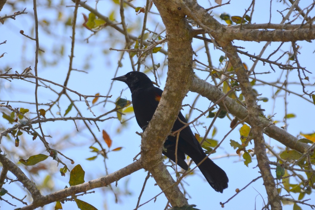 Red-Winged Blackbird III 3-5-24