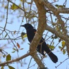 Red-Winged Blackbird III 3-5-24