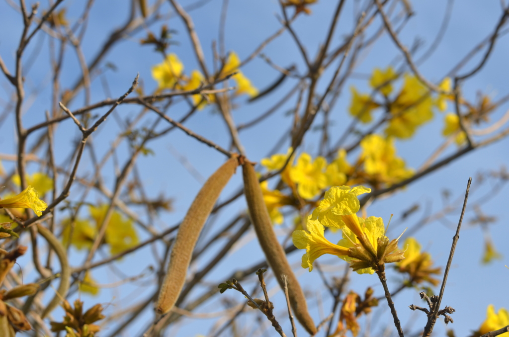 Golden Trumpet Tree No1-I 3-16-24