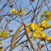 Golden Trumpet Tree No1-I 3-16-24