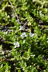 Bacopa monnieri　6-26-25