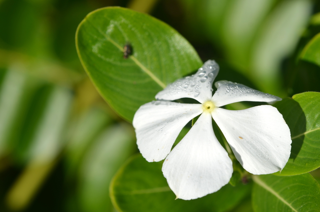 Madagascar Periwinkle III 12-8-22