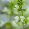 Sweet Basil 6-12-25