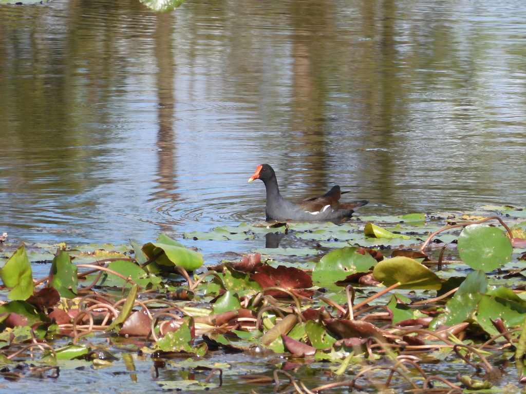 Common Gallinule 2 12-13-22