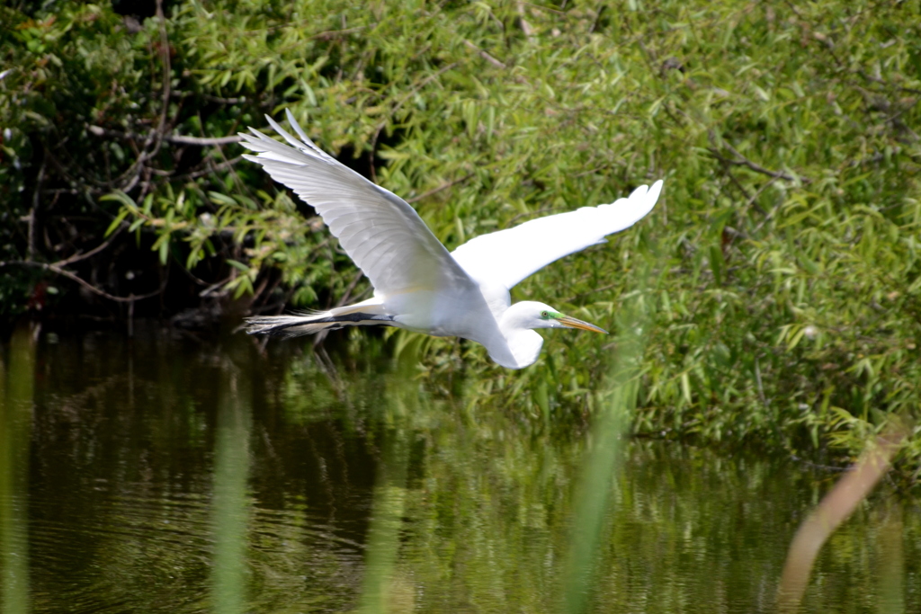 Great Egret Flying II 3-5-24