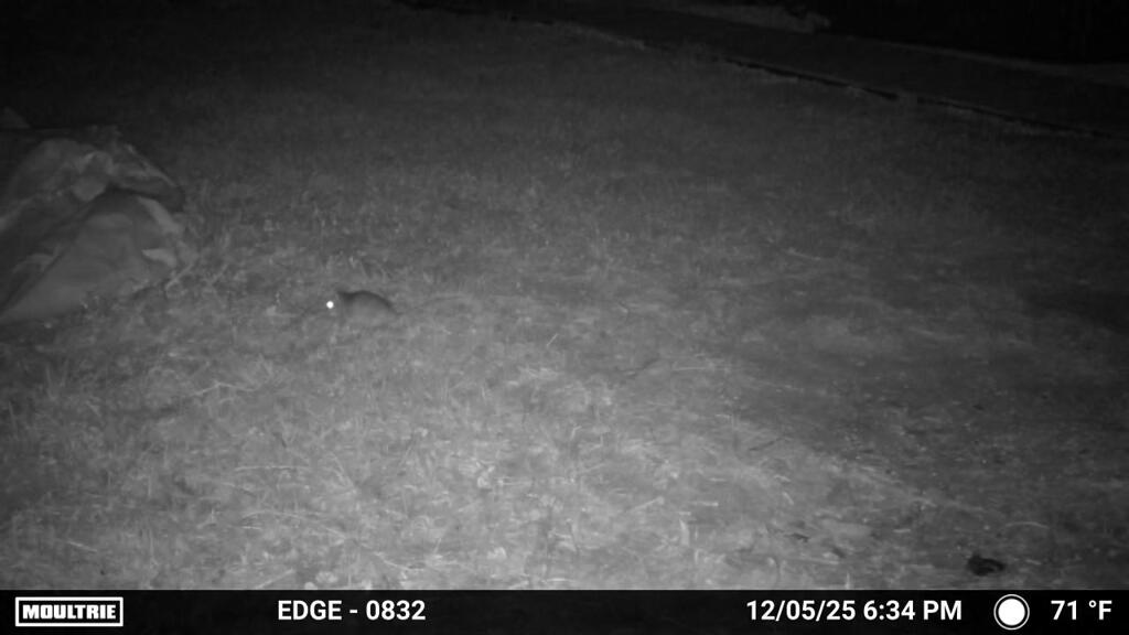 ちびオポッサム　12-5-25