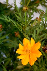 Cosmos sulphureus 8-12-23