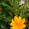 Cosmos sulphureus 8-12-23