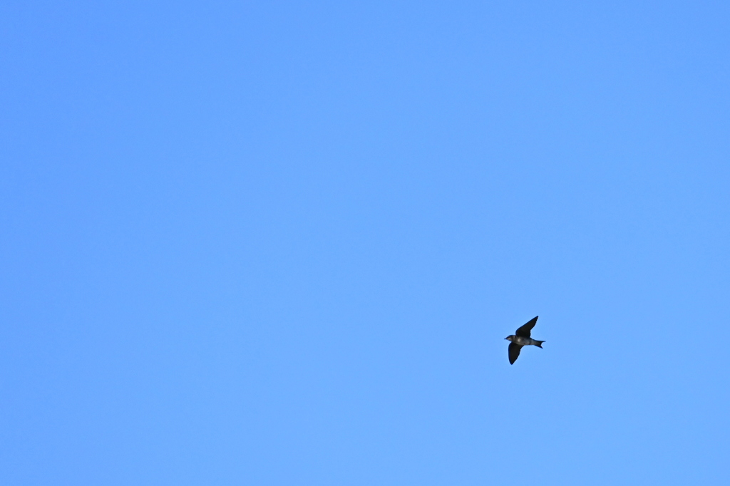 Purple Martin 3-19-25